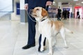 Close up image of a Labrador dog for detecting drugs at the airport standing near the customs guard