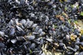 A close up image of a large bed of black shelled mussels Royalty Free Stock Photo