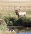 Bull elk in rut Royalty Free Stock Photo