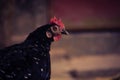 A large chicken is standing on the balcony steps. Such large roosters are found in the villages and hills of Bangladesh.Close-up