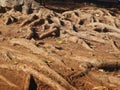 A close-up image of a large, complex tree root system emerging from reddish-brown soil in a natural environment Royalty Free Stock Photo