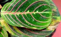 Large Round Green Leaf of Maranta with Pink Veins - Maranta Leuconeura Erythroneura Royalty Free Stock Photo