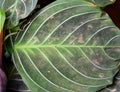 Large Round Green Leaf of Maranta - Abstract Texture Natural Background