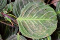 Large Round Green Leaf of Maranta - Abstract Texture Natural Background