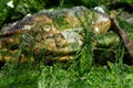 Large Dead Crab and Thick Green Seaweed