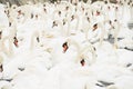 Close-up image of a large gathering of Mute Swans on the water - Cygnus olor at Abbotsbury Swannery, Dorset