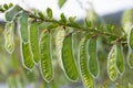 Scotch Broom Seed Pods Close Up Royalty Free Stock Photo