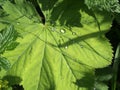 Close up image of large raindrops on a vibrant bright green sunlit leaf with shadows of grass and plants on the surface