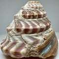 A large spiral gastropod shell showcasing its intricate textures and Royalty Free Stock Photo