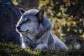 Close up image of a large timber wolf lying down with the sun streaming through the trees behind him. Royalty Free Stock Photo