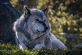 Close up image of a large timber wolf lying in a forest. Royalty Free Stock Photo