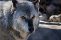 Close up image of a large timber wolf with the texture and detail of the wolf\'s face is clear.