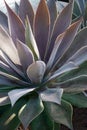 Close-up image of Lavender Lady Mangave