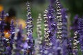 Lavender stems in close up Royalty Free Stock Photo