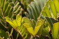 Backlit leaf pattern with blurred mottled background Royalty Free Stock Photo