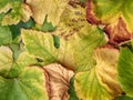 a close up image of leaf rotted plants with small red and green spots Royalty Free Stock Photo
