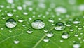 Highlights the leaf s surface tension and water repellency characteri Royalty Free Stock Photo