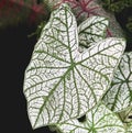 Leaves of Caladium Candidum in plant shop