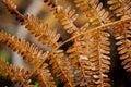 Leaves showing signs of autumn