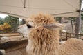 Close up image of light brown alpaca`s head. llamas at the Alpaca World, South Korea