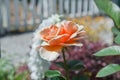 Close up of a single orange Savannah Tea Rose Royalty Free Stock Photo