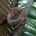 Close up image of little fluffy philippines tarsier, endangered type of unique monkey in national park