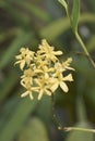 Close-up image of Lopsided Star orchid flowers