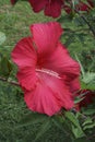 Close-up image of Lord Baltimore hardy hibiscus flower