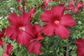 Close-up image of Lord Baltimore hardy hibiscus flowers