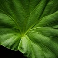 Close Up Image Of Lotus Leaf: Organic Contours And Environmental Portraiture Royalty Free Stock Photo