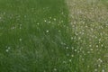 Close up image of lush, fresh green grass with common dandelions.