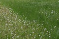 Close up image of lush, fresh green grass with common dandelions. Royalty Free Stock Photo