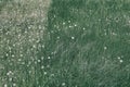 Close up image of lush, fresh green grass with common dandelions.