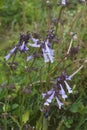 Close-up image of Lyra leaf sage flowers