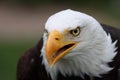 Close-up image of a majestic bald eagle in its natural habitat Royalty Free Stock Photo