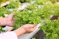 Close-up image of a male farm scientist's hands picking up a hydroponic salad vegetable