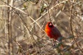 Close up image of a male northern cardinal Cardinalis cardinalis Royalty Free Stock Photo