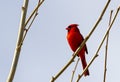 a male northern cardinal Cardinalis cardinalis Royalty Free Stock Photo