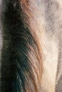 Horse Mane - Close-Up