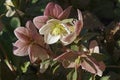 Close-up image of Merlin Lenten rose flowers Royalty Free Stock Photo