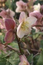 Close-up image of Merlin Lenten rose flowers Royalty Free Stock Photo