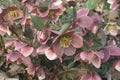 Close-up image of Merlin Lenten rose flowers Royalty Free Stock Photo