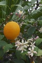 Close-up image of Meyer lemon fruit and flowers