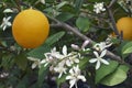 Close-up image of Meyer lemon fruit and flowers