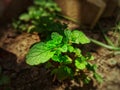 Close up image of mint plant Royalty Free Stock Photo