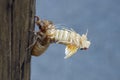 Close-up image of molting Pharaoh cicada Royalty Free Stock Photo