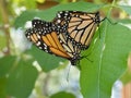 Monarch butterflies mating Royalty Free Stock Photo