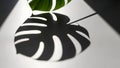 Shadow of monstera leaf on white surface Royalty Free Stock Photo