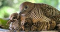 Mother bird sitting in the nest with her  baby birds, close up,blur background Royalty Free Stock Photo