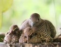 Mother bird sitting in the nest with her  baby birds, close up,blur background Royalty Free Stock Photo